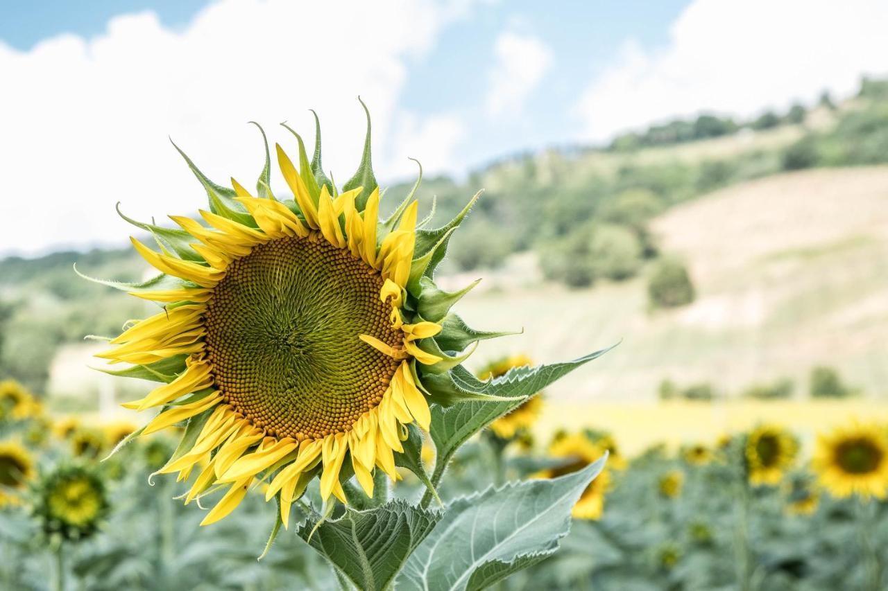 Agriturismo Goccia Di Luna Umbertide Eksteriør bilde
