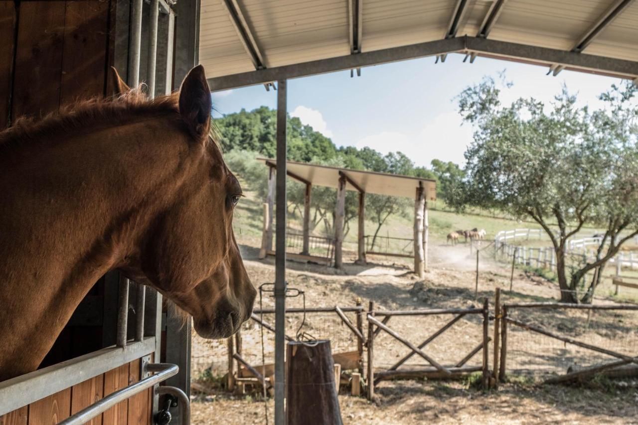 Agriturismo Goccia Di Luna Umbertide Eksteriør bilde